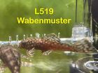 Ancistirus Wabenmuster 1.5”-1.75”/Bristlenose Pleco Honeycomb Pleco Rare
