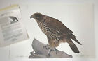 Gryfalcon Janine Higgins Rare Vintage 1984 Bird Portrait Print Signed Falcon Art
