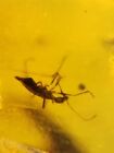 uncommon unknown bug Burmite Myanmar Burmese Amber insect fossil dinosaur age