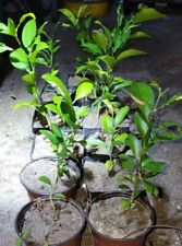 SATSUMA FRUIT TREE REAL LIVE PLANT CITRUS 4