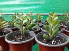 Jade Plant ‘Money Tree’ (Crassula Ovata)- Live Plant