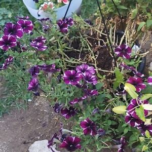 Petunia Dark Purple  And White  Flower Seeds