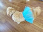 pet dog tulle tutu skirt, blue, Large for small breeds**(read details for size)