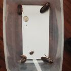 dubia roaches 25 large 12.00 25 Medium 9.00 and 25 small 7.00