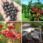 Coffee Arabica 300+ Seeds Tropical Bean Plant Tree Shrub Rare SEED frm Sri Lanka