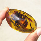 Beautiful Amber Hornet Fossil Insects Manual Polishing