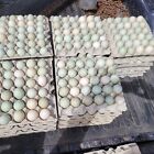12 Fertile duck hatching eggs Wild Breed.  Avaliable Now!! NPIP CERTIFIED