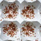 Red Runner Roach (100 nymphs) / Turkestan Blatta Lateralis / Live Feeder Insect