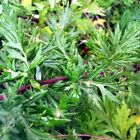 1000+ Mugwort Seeds (Artemisia vulgaris) | Medicinal Culinary Perennial Herb USA
