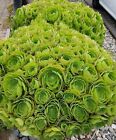 Japanese  Giant Sempervivum  Succulents  10 dollars  0NE  large  cutting