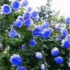 20 SEEDS for Blue RARE CLIMBER climbing Rose flower exotic plant USA Seller