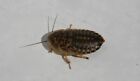 Dubia Roaches Feeders