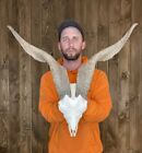 Dark Huge Cleaned Exotic Goat Skull Horn Mount Taxidermy Man Cave Cabin Sheep