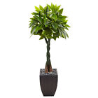 Artificial 5 ft Money Tree Braided Trunk in Decorative Black Square Pot Planter