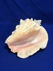 New ListingLarge Queen Conch Sea Shell Pink Natural 9” Long Nautical Beach Decor