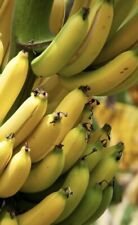 Grand Nain Chiquita Banana Tree - LOWEST PRICE ON THE INTERNET Live Banana Plant