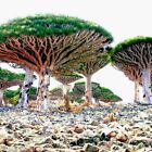 10 Dragon's Blood Tree Seeds (Dracaena draco) Exotic Canary Island Palm Bonsai