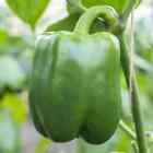 Bell Pepper Seeds - Pepper Seeds - USA Grown - Non Gmo