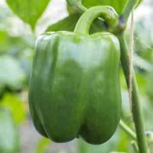 Bell Pepper Seeds - Pepper Seeds - USA Grown - Non Gmo