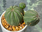RARE Large TRIO Euphorbia Obesa Live Cactus EXACT PLANT 3 In