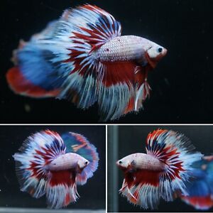 New ListingPink Grizzle Butterfly Over Halfmoon Fan Tail - Live Male Betta Fish - Grade A+