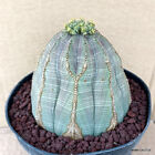 D794 EUPHORBIA OBESA MONSTER pot 12 cm H 9 cm W 8,5 cm MaMa Cactus