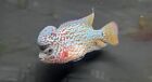 KAMFA Flowerhorn 3-4” Live Tropical Fish T105