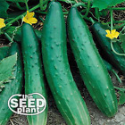 Sweet Burpless Cucumber Seeds - 50 SEEDS NON-GMO