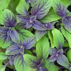 Herb African Blue Basil Live Plant, Healthy Starter Plant, Well-rooted Plug