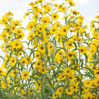 210+ Giant Maximillan Bright Vivid Yellow Perennial Flower Seeds~100% Non-GMO!
