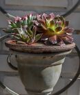 Cherry   Cordial  Plant  New Sempervivum -  Hen And Chick Chick Charmes