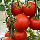 42 Day - Fastest Tomato in the World to Ripen! - 40 Seeds - Buy any 3, 20% off!
