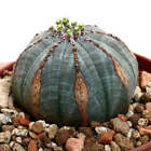 Euphorbia obesa BROWN MARKS -  - J9TZ