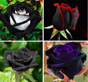 (10) RARE BLACK ROSE SEEDS perennial flower garden bush tea USA SELLER W/TRACK