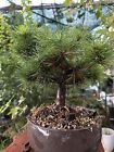 New ListingShohin Japanese white pine in plastic pot