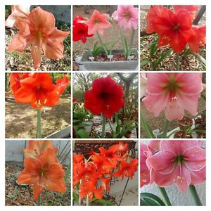 Lot of 200 MYSTERY COLOR AMARYLLIS seeds, Fresh, US Grown, Pink, Red + 4 colors+