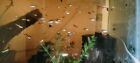 Endler Hybrid Guppies assorted 10 packs males/females. Very hardy . easy care
