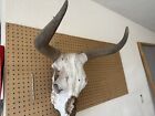 real cow skull with horns