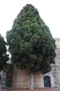 Italian Cypress, Cupressus sempervirens, Tree Seeds (Fast, Evergreen)