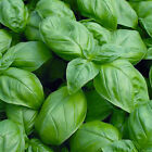 Sweet Basil Seeds | Heirloom - Non-GMO | Free Shipping | Herb Seeds | 1130
