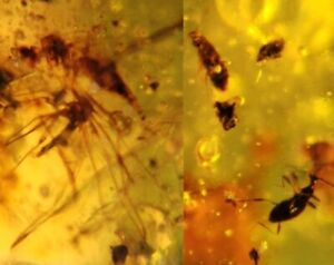 beetle&unknown fly bugs Burmite Myanmar Burmese Amber insect fossil dinosaur age