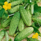 cucumber, CAROLINA CUCUMBER, Pickling 28 Seeds, GroCo USA-BUY 10=FREE SHIPPING