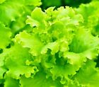Lettuce Seeds - High Yield Heirloom Non-GMO, Free Shipping, Black Seeded Simpson