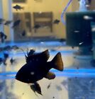 New Listing1 Pair Black knight Rams Cichlids (Mikrogeophagus Ramirezi) live fish