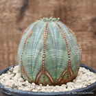 D2905 EUPHORBIA OBESA ARROW OLD pot12-H7-W7 cm MaMa Cactus