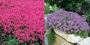Creeping Thyme MIXED Red & Purple 4