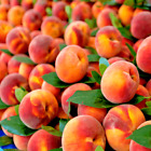Peach Tree Seeds Dwarf Loring NEMAGUARD (Prunus persica) Fast Hardy Fruit Plant