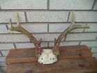 ILLINOIS 8 POINT WHITETAIL DEER ANTLERS & SCALP ~ DRILLED FOR HANGING~ Archery