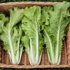 Tokyo Bekana Seeds -Chinese Cabbage - Vegetable Seeds - USA Grown - Non Gmo