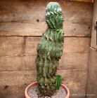 A9682 EUPHORBIA HORRIDA DARK pot25-H51-W15 cm MaMa Cactus